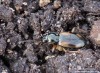 střevlíček (Brouci), Ocydromus tetracolus tetracolus, Carabidae (Coleoptera)